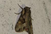 Lacanobia w-latinum