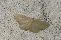 Idaea sylvestraria