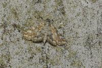 Elophila nymphaeata