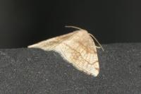 Stegania trimaculata