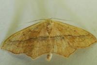 Scopula imitaria