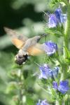 Macroglossum stellatarum
