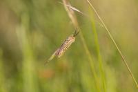 Spiris striata