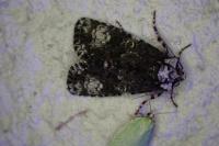 Craniophora ligustri