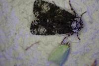 Tortrix viridana