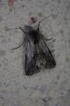 Calophasia platyptera