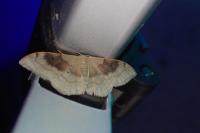 Idaea degeneraria