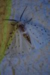 Spilosoma lubricipeda