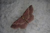 Scopula rubiginata