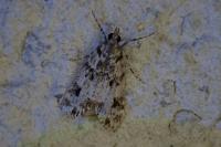 Eudonia delunella