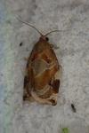 Archips xylosteana