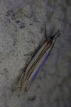 Crambus pascuella
