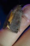 Noctua pronuba
