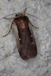 Ochropleura plecta
