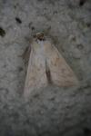 Mythimna vitellina