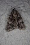 Acronicta rumicis
