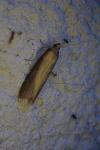 Oncocera semirubella