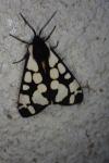 Arctia villica
