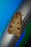 Agrotis exclamationis