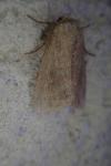 Mythimna albipuncta