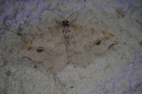 Macaria alternata