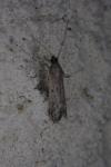 Phycitodes