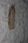 Pediasia contaminella