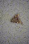 Hypsopygia costalis