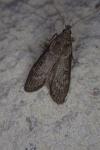 Lamoria anella