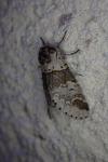 Furcula furcula