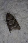 Cnephasia stephensiana