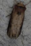 Axylia putris