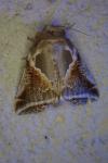 Habrosyne pyritoides