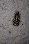 Emmelia trabealis