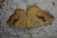 Camptogramma bilineata