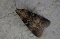 Euzophera pinguis