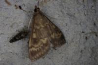 Ostrinia nubilalis