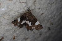 Tyta luctuosa