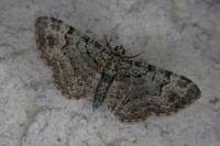 Pasiphila rectangulata