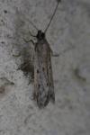 Phycitodes lacteella