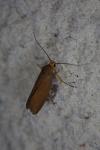 Crassa unitella