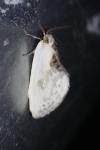 Cilix glaucata