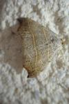 Laspeyria flexula