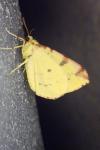 Opisthograptis luteolata
