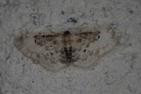 Idaea filicata