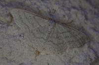 Idaea subsericeata