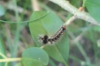 Acronicta rumicis