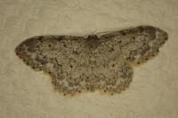 Idaea libycata