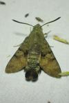 Macroglossum stellatarum