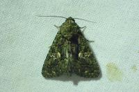 Aedia leucomelas
